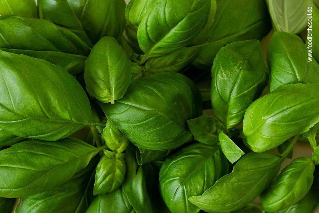 Basilikum Blätter für Pesto Genovese